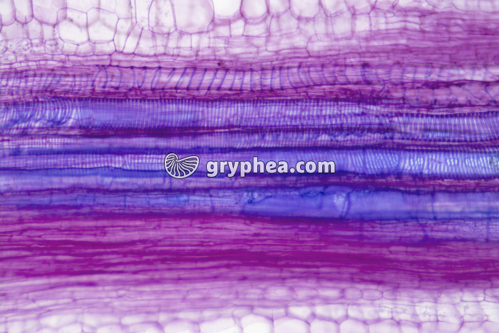 Vaisseaux du Bois Tige de Courge x25 - gryphea.com